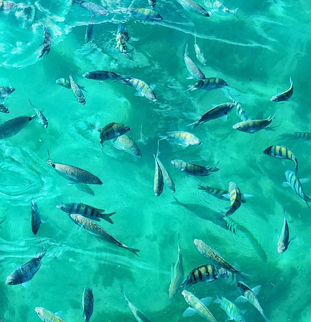 Água cristalina com cardume de peixes na Costa Verde, região de Mangaratiba